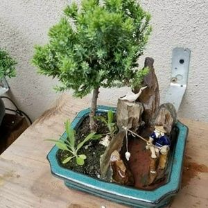 Bonsai